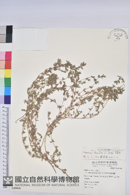 千根草藏品圖，第1張