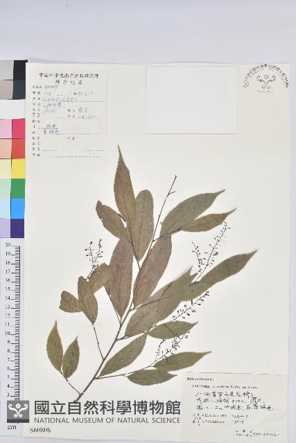 日本五月茶、南投五月茶藏品圖，第1張