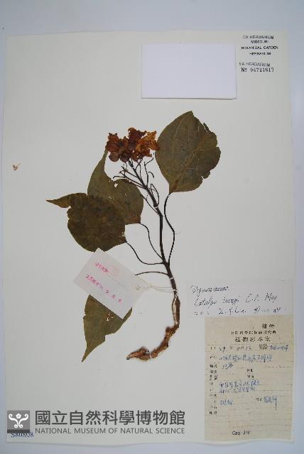 楸樹藏品圖，第1張