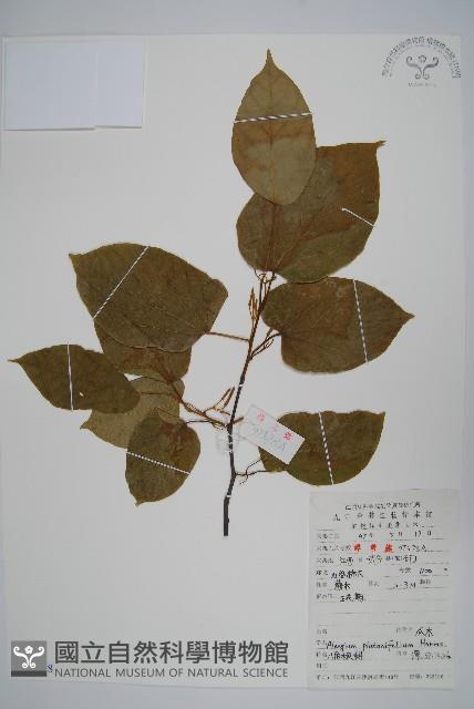 八角楓、瓜木藏品圖，第1張