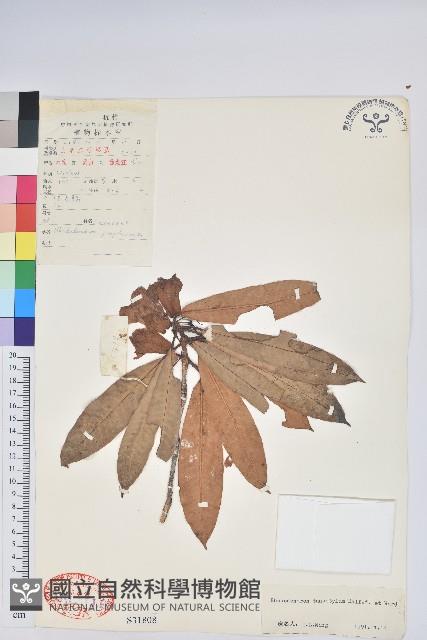 Accession Number:S031808 Collection Image