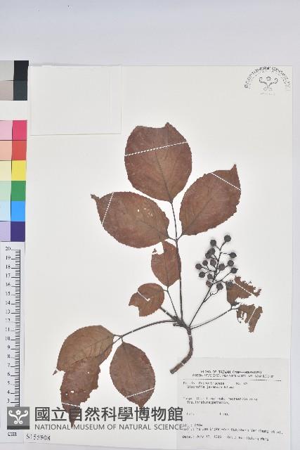 茄苳、重陽木藏品圖，第1張