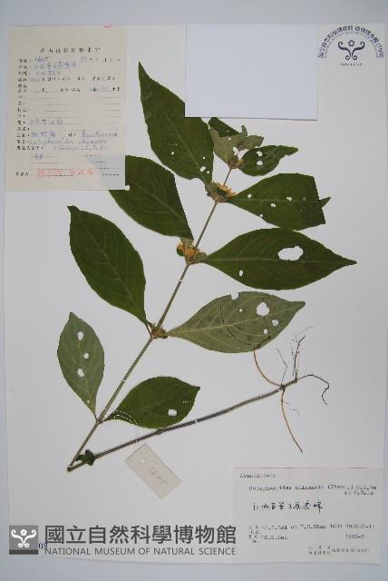 杜根藤藏品圖，第1張