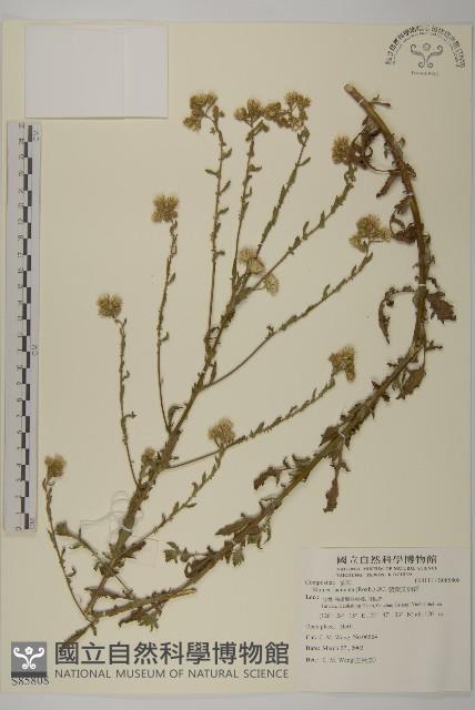 裂葉艾納香藏品圖，第1張