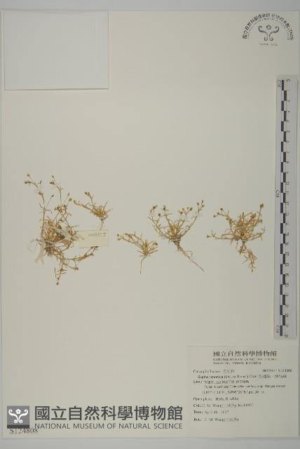 瓜槌草、漆姑草藏品圖，第1張