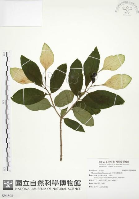 毛玉葉金花藏品圖，第1張