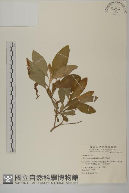 艾納香藏品圖，第1張