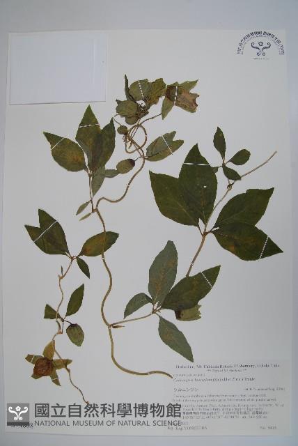 羊乳、四葉參藏品圖，第1張