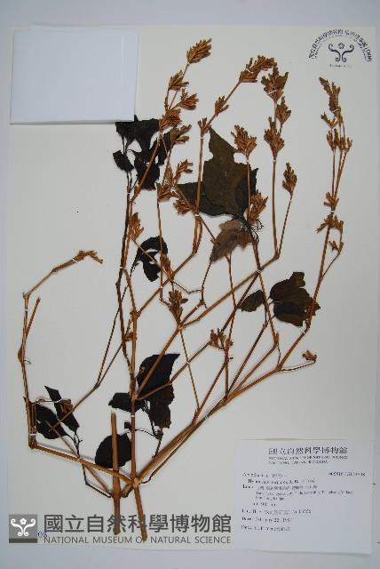 六角英, 槍刀菜藏品圖，第1張