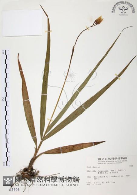 臺灣白及藏品圖，第1張