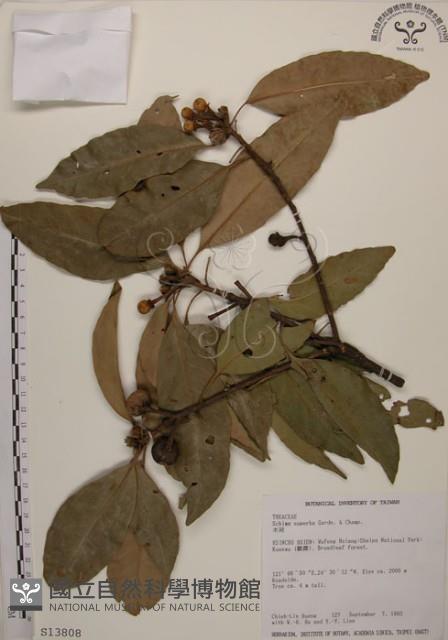 木荷藏品圖，第1張