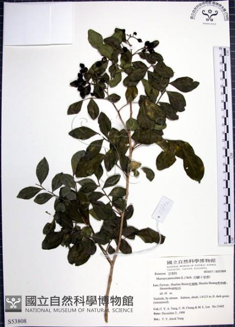 月橘藏品圖，第1張