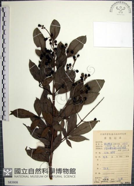 山埔姜藏品圖，第1張