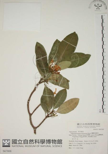 蘭嶼馬蹄花藏品圖，第1張