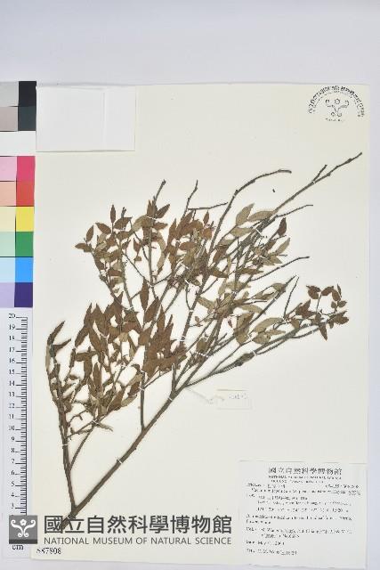 毛蕊花藏品圖，第1張