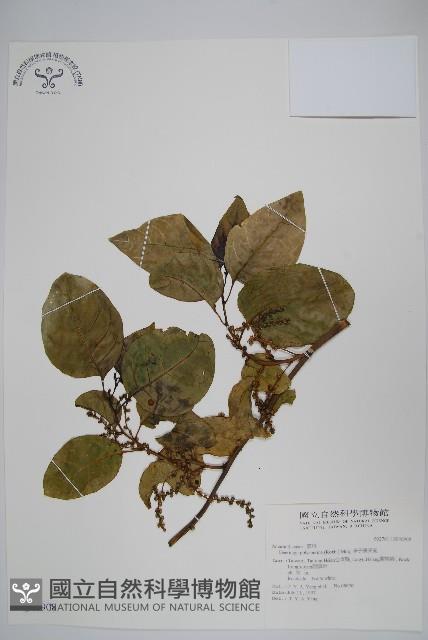 多子漿果莧藏品圖，第1張