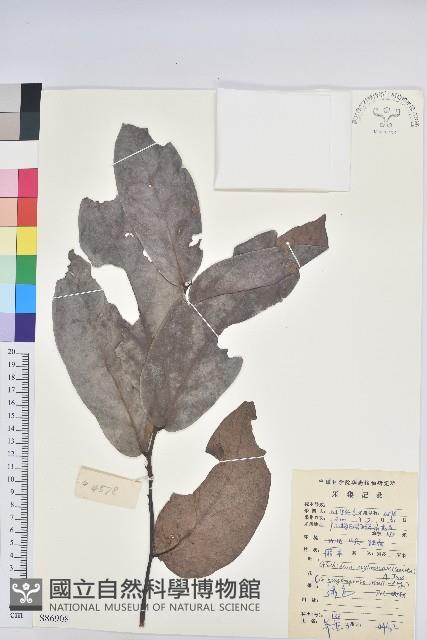 錫蘭饅頭果，香港饅頭果，大葉饅頭果，香港算盤子藏品圖，第1張