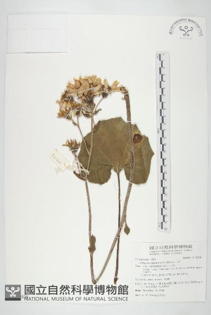 山菊藏品圖，第1張