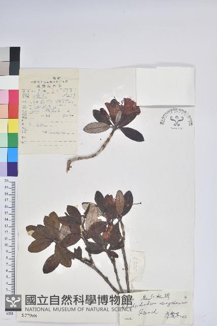 血紅杜鵑藏品圖，第1張