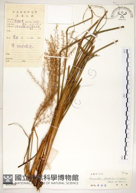 五節芒藏品圖，第1張