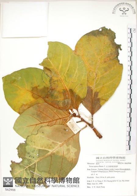 大冇榕、稜果榕藏品圖，第1張