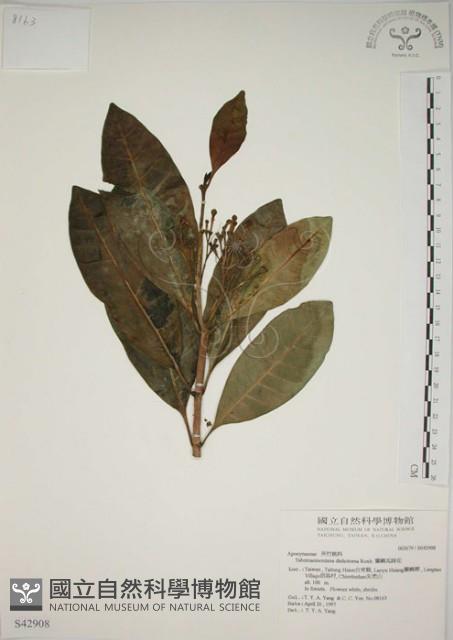 蘭嶼馬蹄花藏品圖，第1張