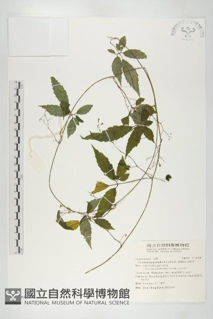 絞股藍藏品圖，第1張