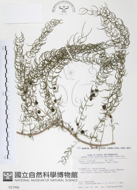 天門冬藏品圖，第1張