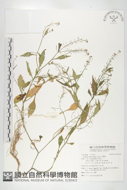 小葶藶藏品圖，第1張