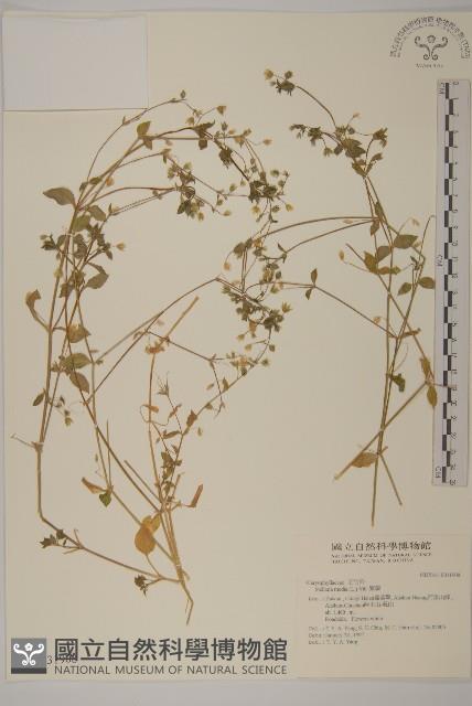 Accession Number:S031908 Collection Image, Figure 1, Total 2 Figures