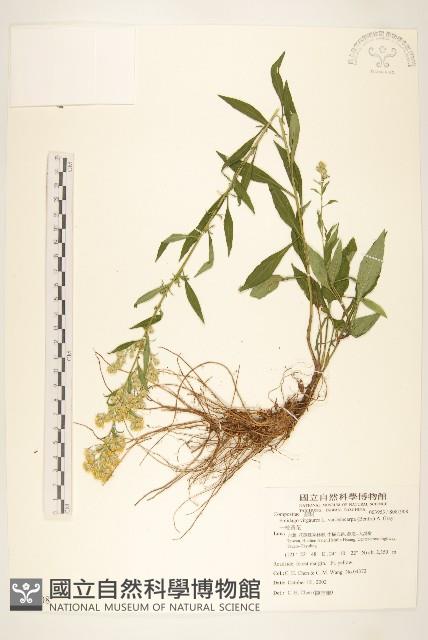 一枝黃花藏品圖，第1張