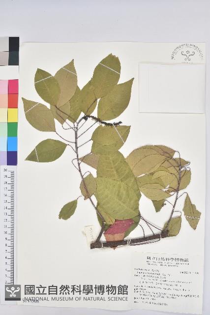 白臼藏品圖，第1張