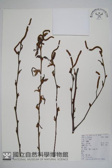 鵝耳櫪藏品圖，第1張