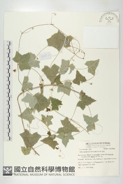 茅瓜藏品圖，第1張