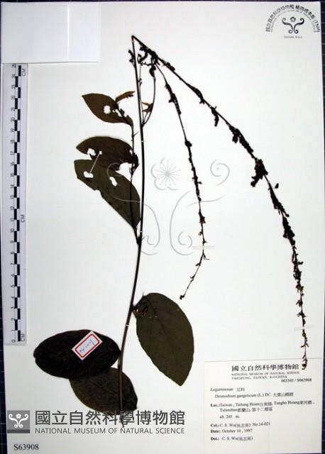 Large-leaf Tickclover Collection Image