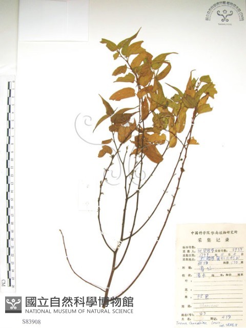 銳葉山黃麻藏品圖，第1張