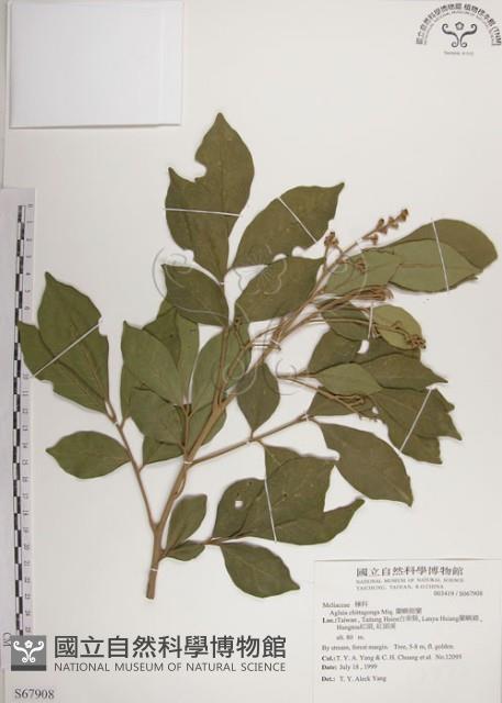 蘭嶼樹蘭藏品圖，第1張