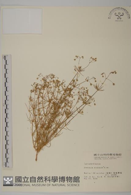 大爪草藏品圖，第1張