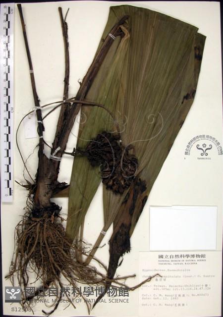 船子草、船仔草藏品圖，第1張