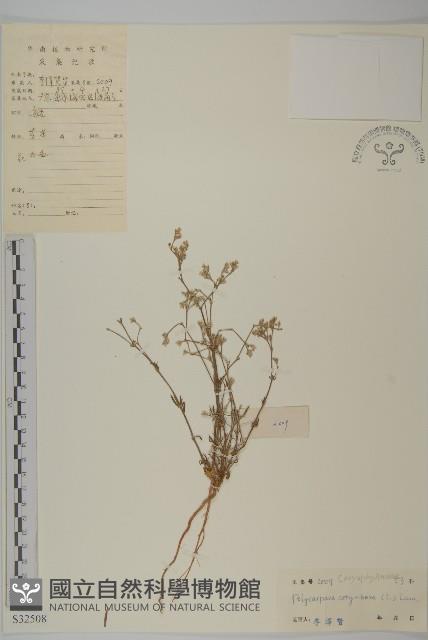 白鼓釘藏品圖，第1張