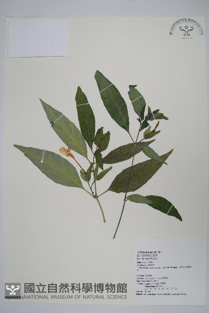 長花九頭獅子草、山藍藏品圖，第1張