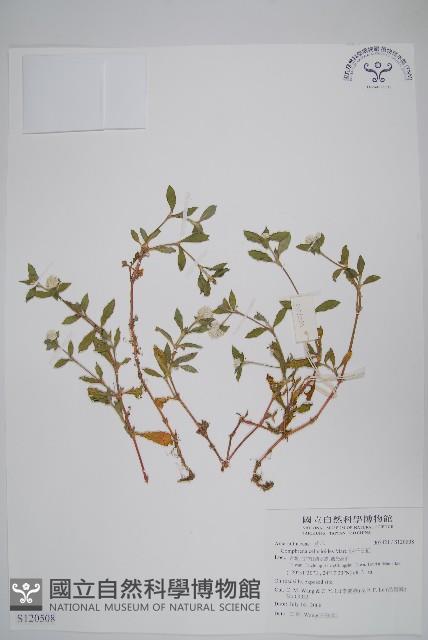 短穗假千日紅藏品圖，第1張