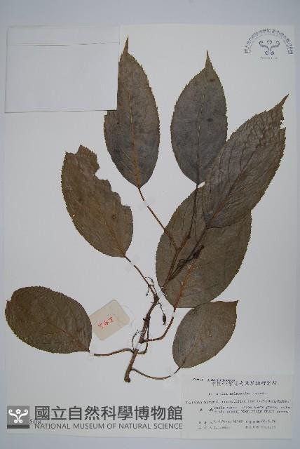 黑蕊羊桃藏品圖，第1張