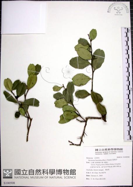 烏柑仔藏品圖，第1張