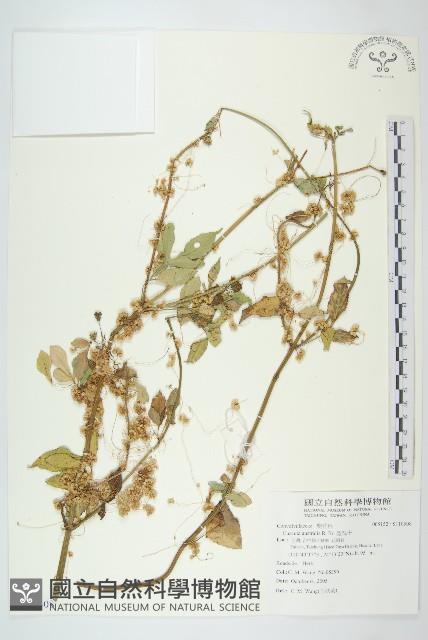 菟絲子藏品圖，第1張