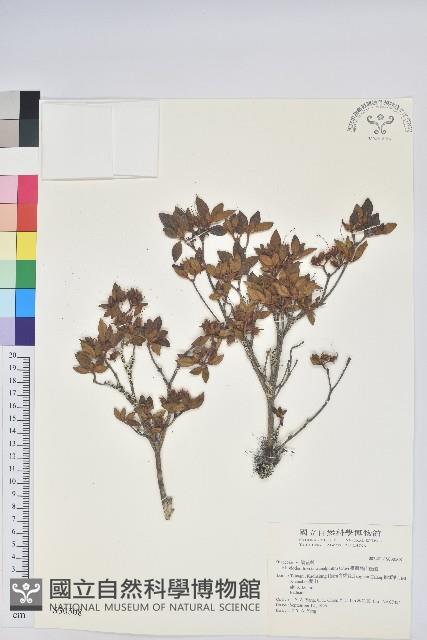 臺灣高山杜鵑藏品圖，第1張