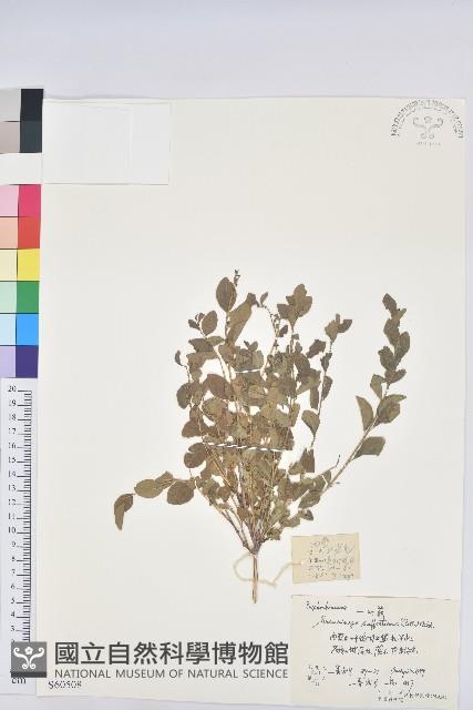 葉底珠、市蔥密花葉底珠藏品圖，第1張