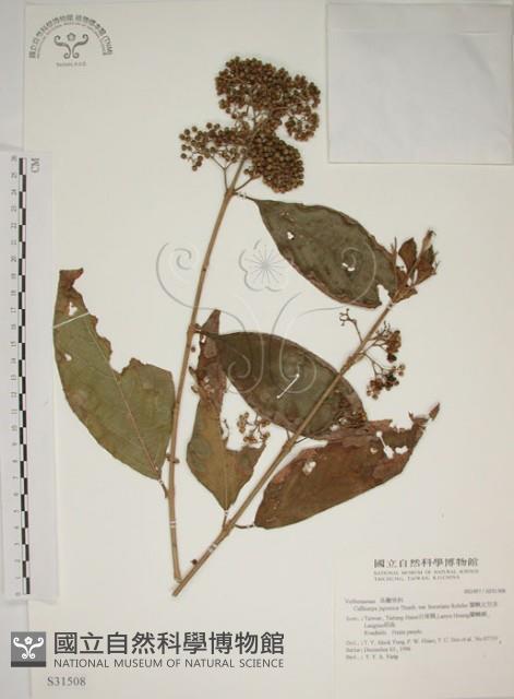 朝鮮紫珠、蘭嶼女兒茶藏品圖，第1張