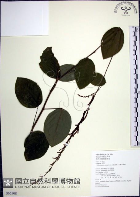 大葉山螞蝗藏品圖，第1張