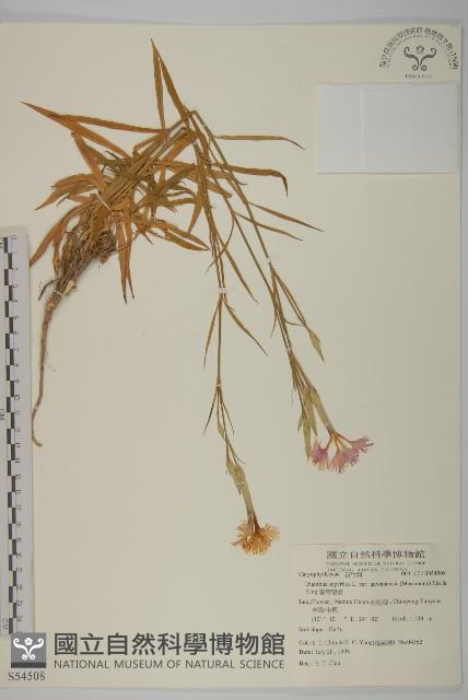 臺灣瞿麥藏品圖，第1張